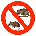 Уничтожение крыс и мышей (дератизация)